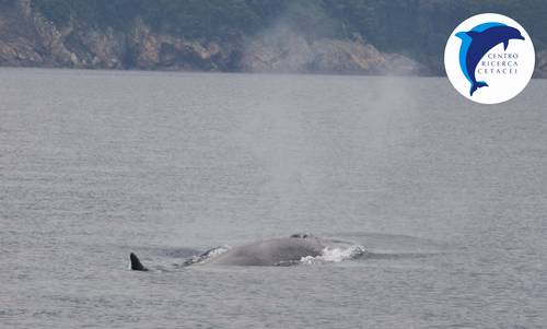 balena elba mare delfini 