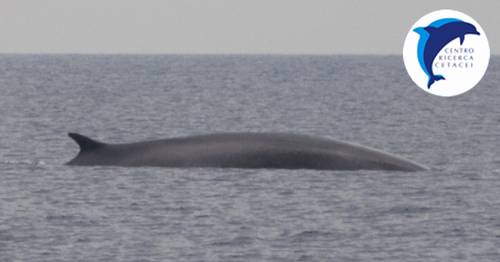 balenottera comune elba maggio delfini