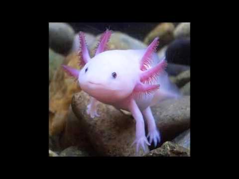 Axolotl di Jul'io Corta’Ãƒ`Ã‚Â¡zar