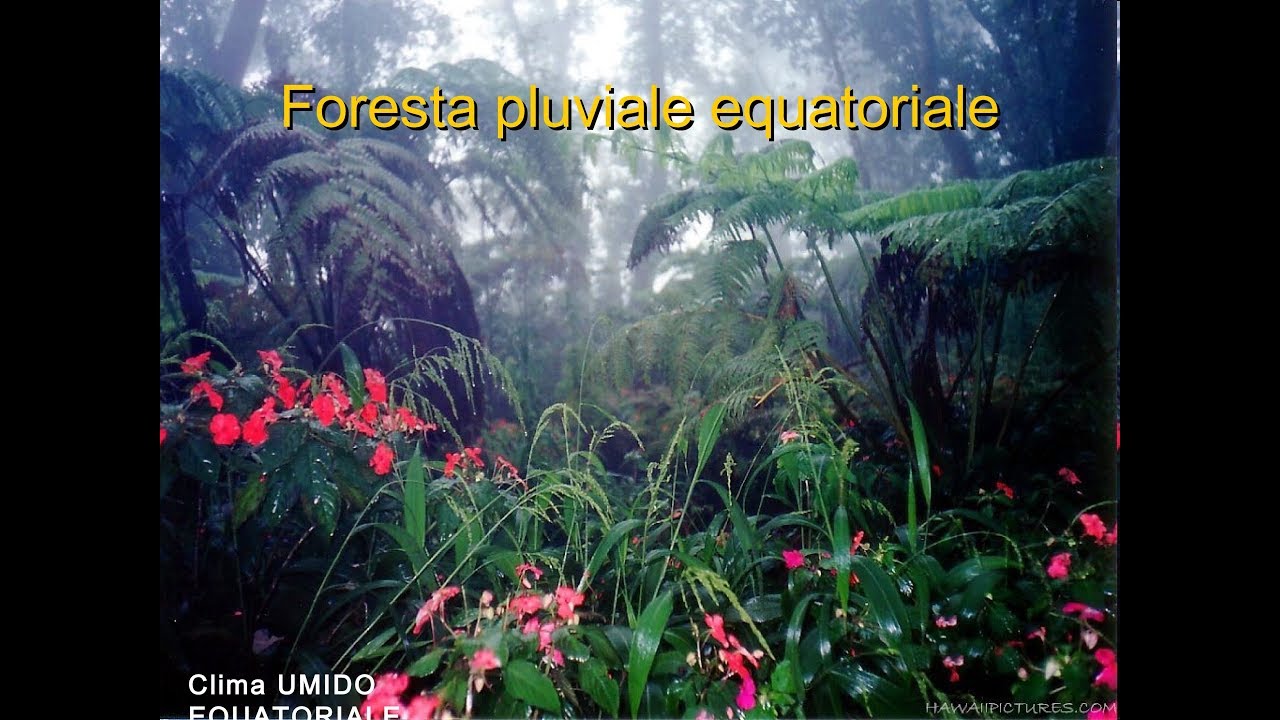 Aree umide oceani isole e climi