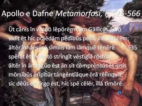 Apollo e Dafne di Ovidio seconda parte vv. 535-549